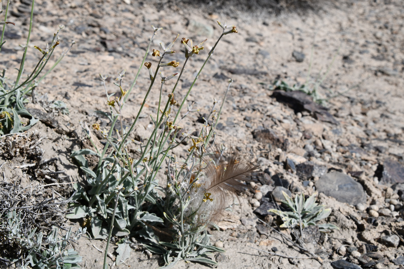 Image of genus Matthiola specimen.