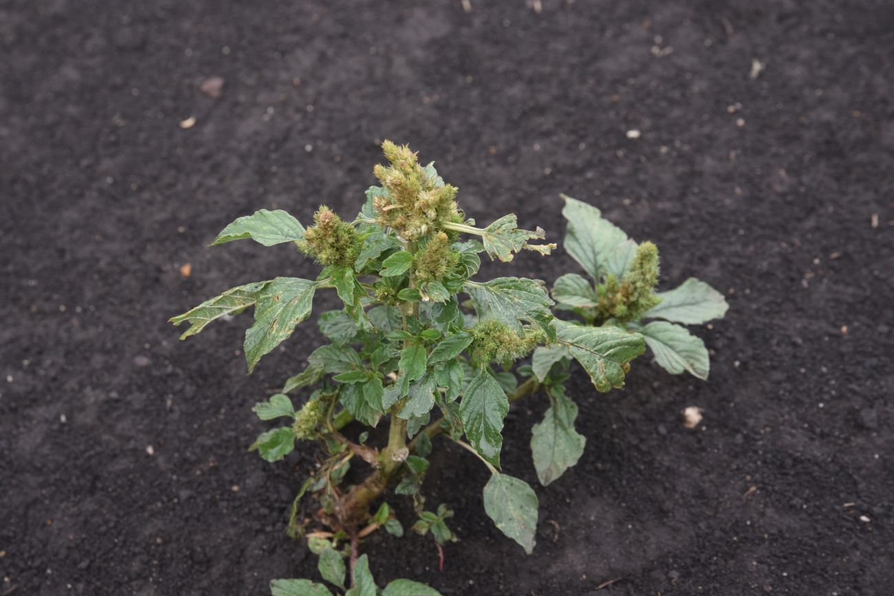 Image of Amaranthus retroflexus specimen.