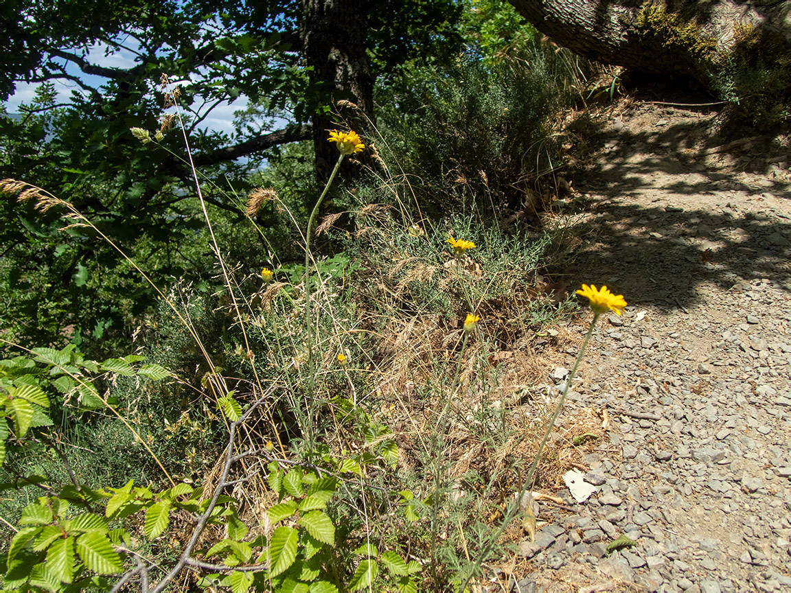 Изображение особи Anthemis monantha.