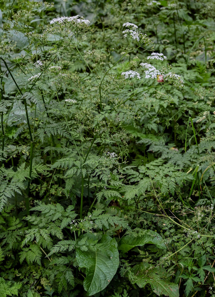 Изображение особи Anthriscus sylvestris.