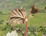 Betula litwinowii