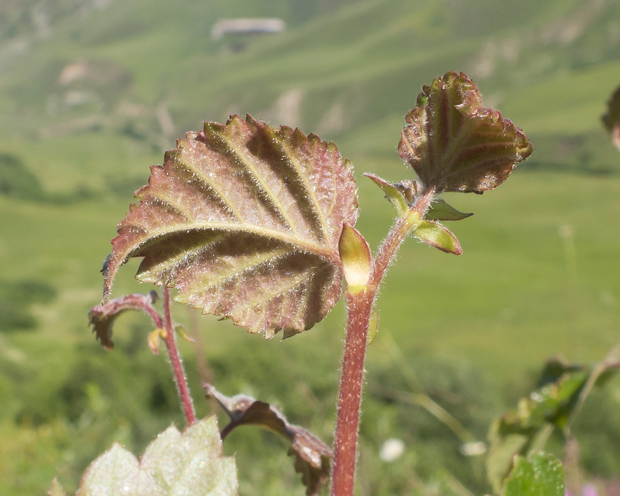 Image of Betula litwinowii specimen.