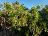 Juniperus deltoides. Верхушки веток. Крым, Южный Берег, окр. пос. Новый Свет, Тропа Голицына, можжевеловая роща. 07.06.2024.