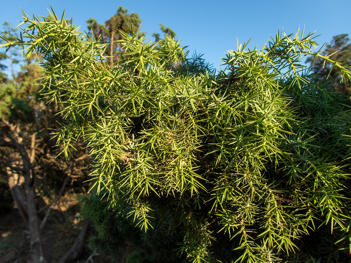 Изображение особи Juniperus deltoides.