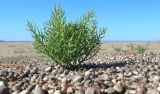 Salicornia perennans