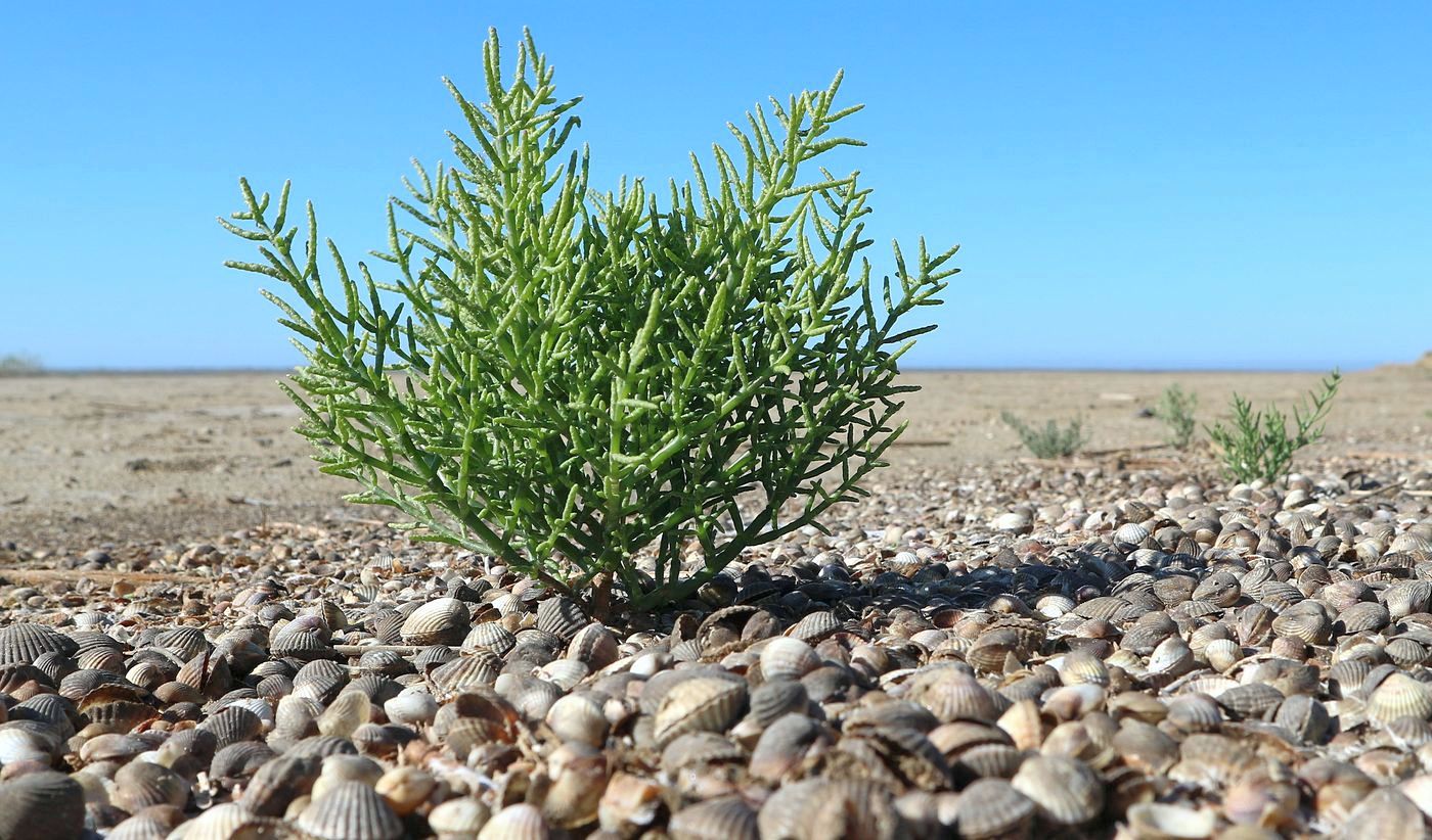 Image of Salicornia perennans specimen.