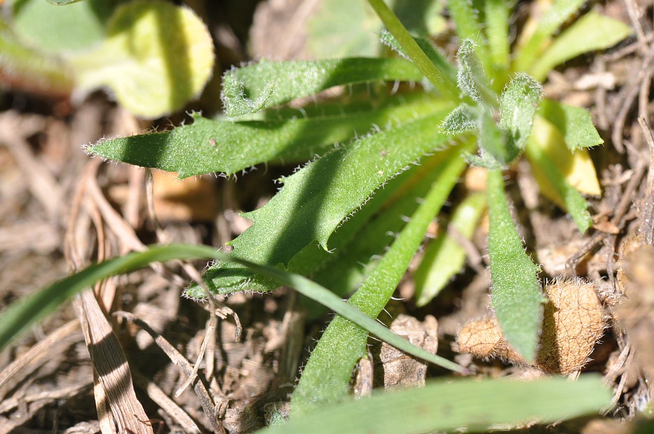 Image of Draba stylaris specimen.