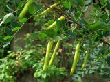 Caragana arborescens. Ветвь с плодами. Кемеровская обл., Кемеровский р-н, окр. с. Березовка, опушка леса. 15.07.2009.