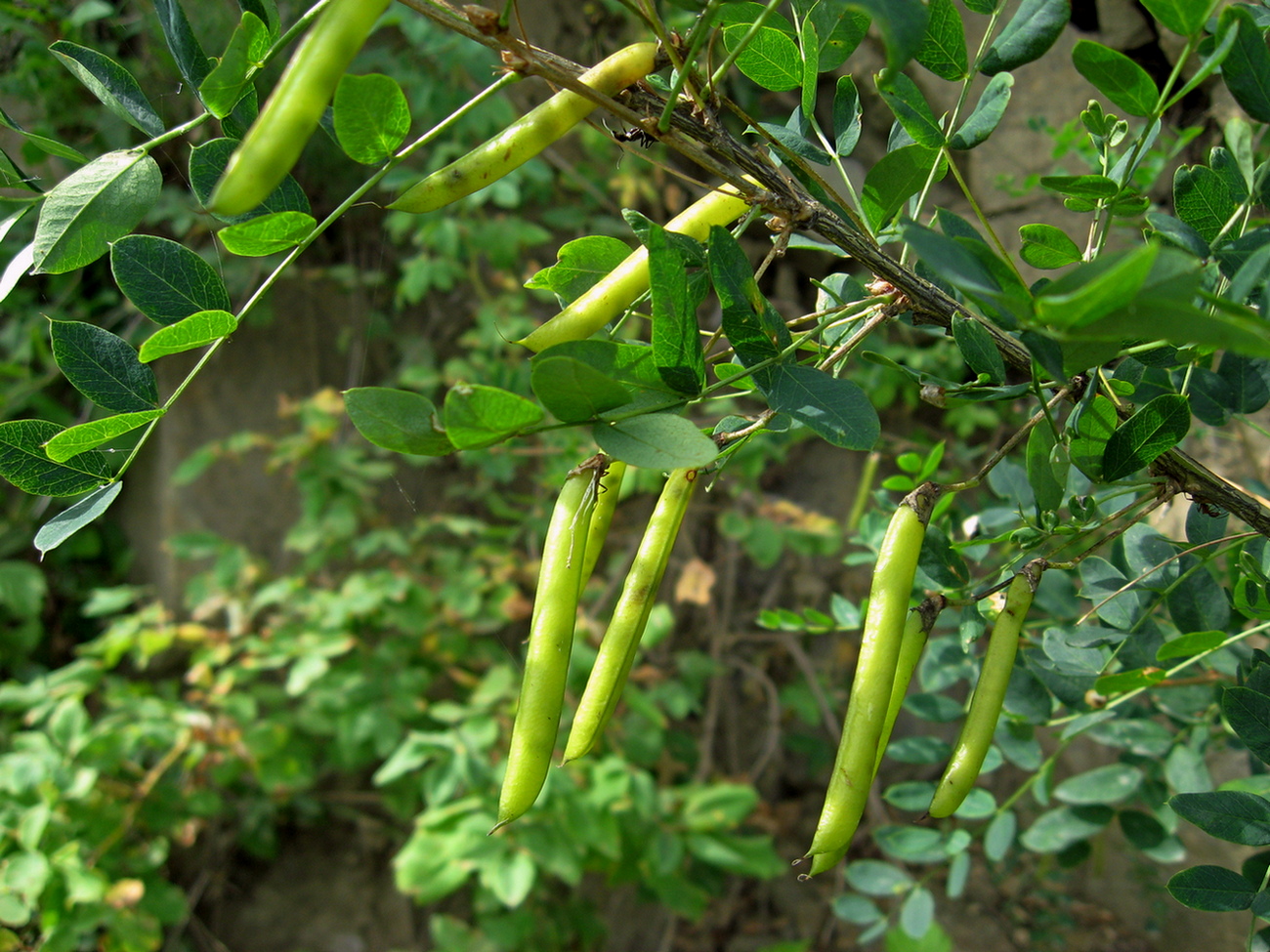 Изображение особи Caragana arborescens.