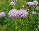 Cirsium setosum