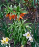 Fritillaria imperialis