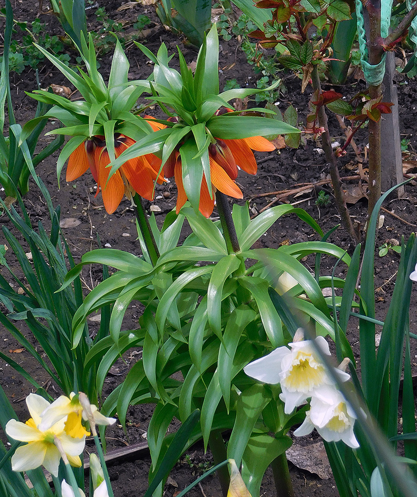 Изображение особи Fritillaria imperialis.