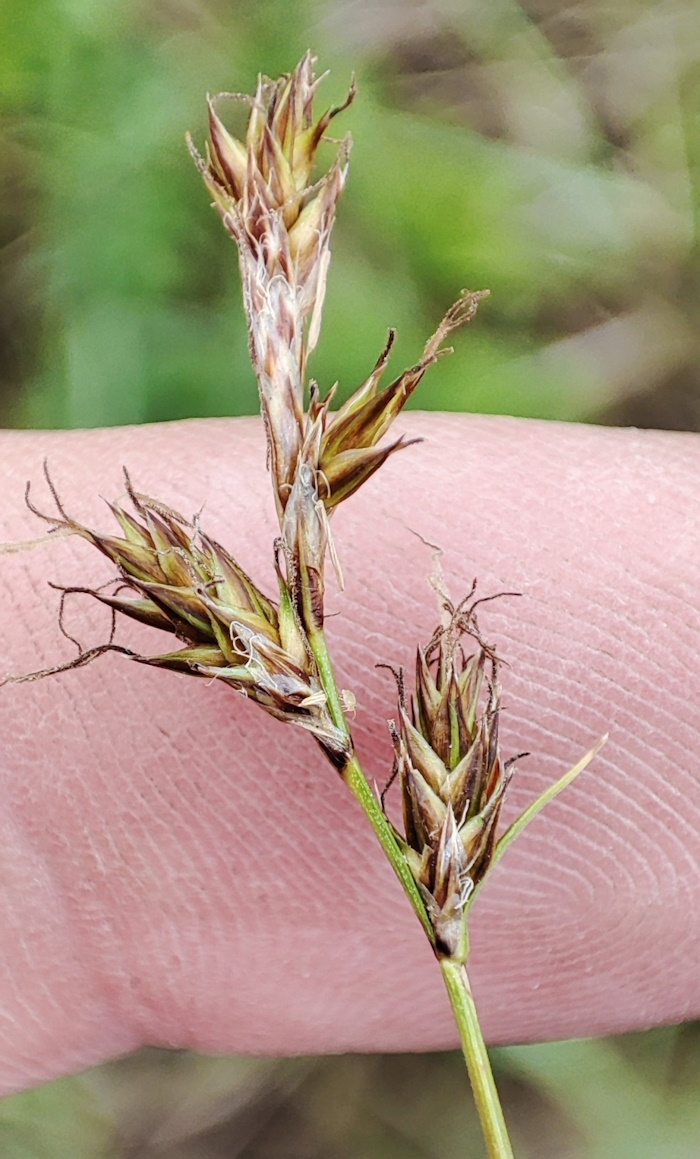 Image of Carex praecox specimen.