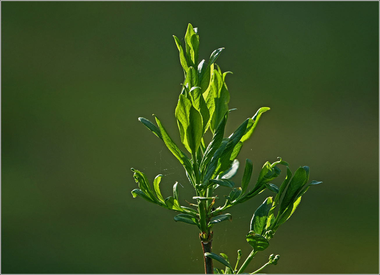 Image of Euonymus europaeus specimen.