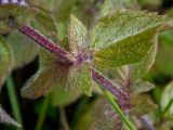 Смотреть изображение Mentha × gracilis