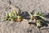 Смотреть изображение Nonea ovczinnikovii