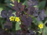 View full-size image Oxalis stricta