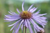 View full-size image Symphyotrichum novae-angliae