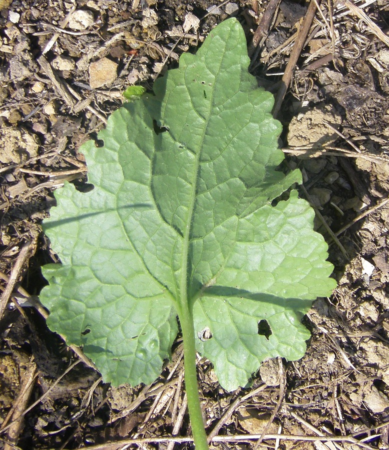 Image of Lunaria annua specimen.