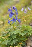 View full-size image Delphinium brachycentrum