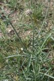 View full-size image genus Centaurea