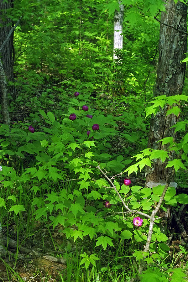 Image of Paeonia obovata specimen.