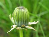 род Taraxacum. Нераспустившееся соцветие. Север Кубани, станица Шкуринская, луг на саге. 09.05.2011.