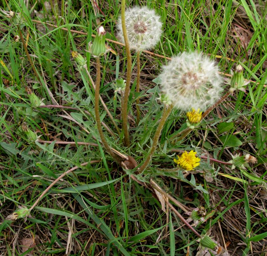 Image of Taraxacum polozhiae specimen.