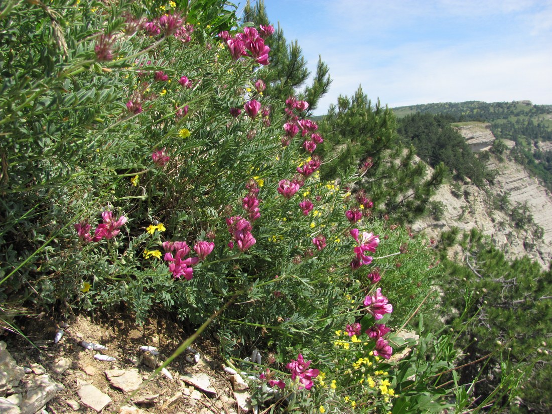 Image of Hedysarum tauricum specimen.