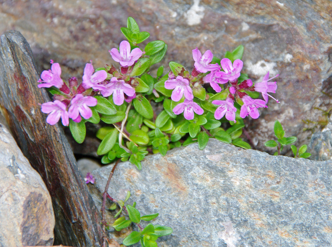 Изображение особи род Thymus.