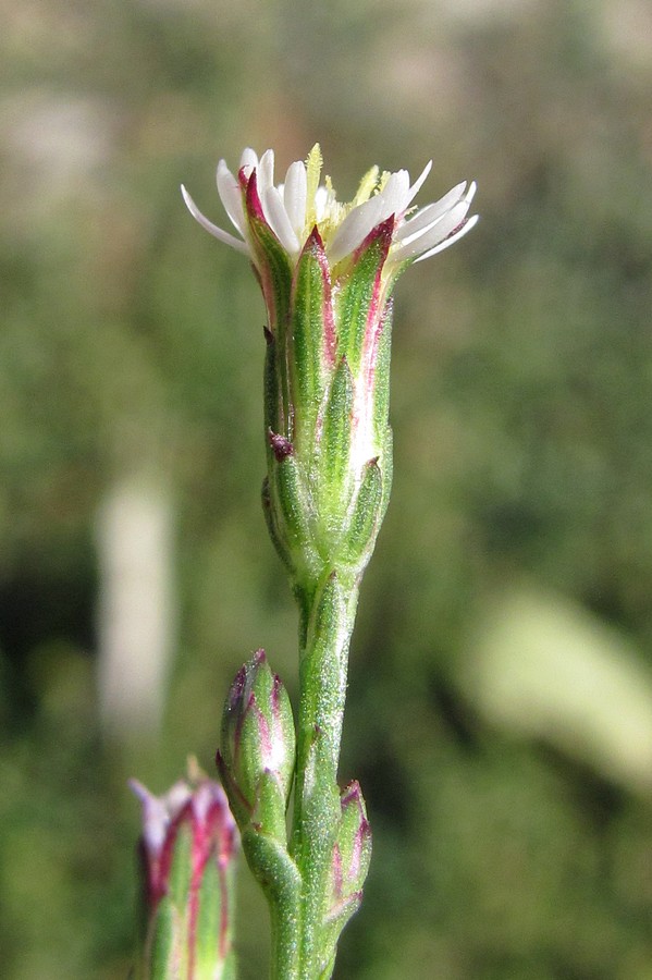 Изображение особи Symphyotrichum subulatum var. squamatum.