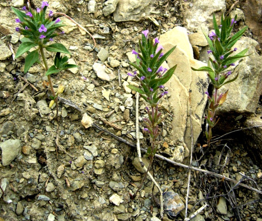 Image of Ziziphora persica specimen.