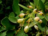 Berberis turcomanica. Соплодие. Копетдаг, Чули. Конец мая 2011 г.