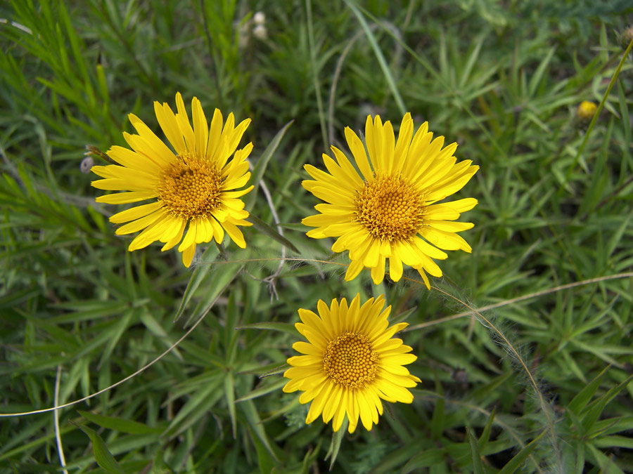 Image of Inula ensifolia specimen.