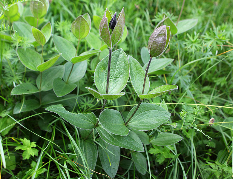 Изображение особи Clematis integrifolia.