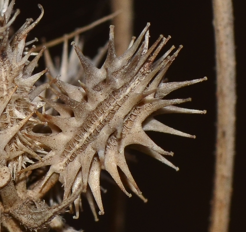 Image of Daucus glaber specimen.