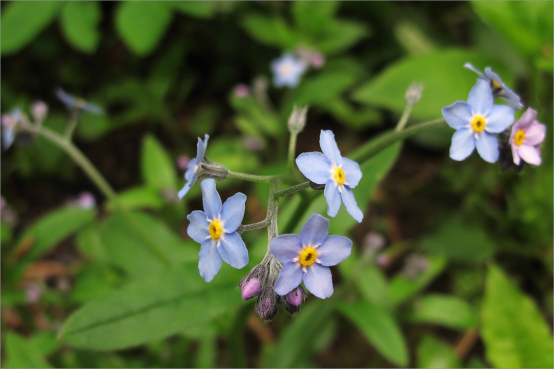 Image of Myosotis sylvatica specimen.