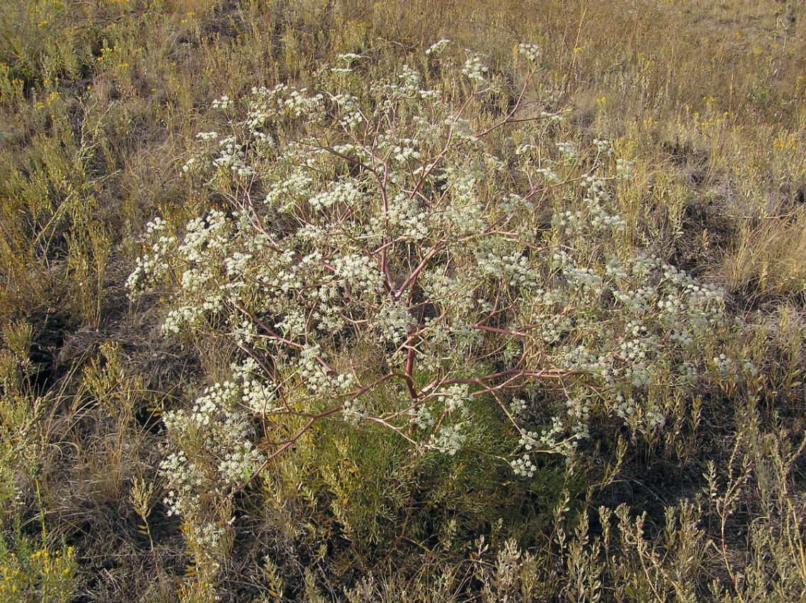 Image of Seseli arenarium specimen.