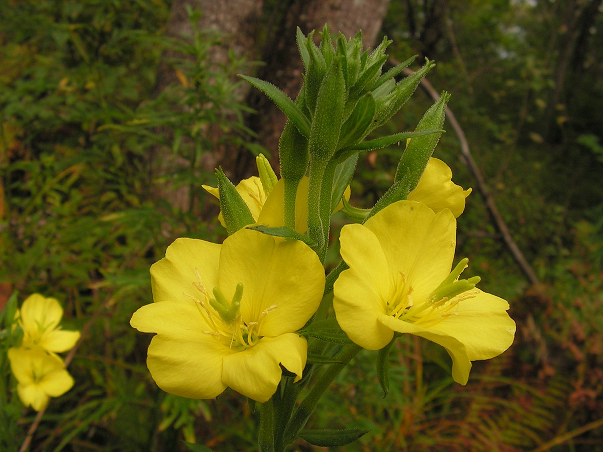 Image of Oenothera biennis specimen.