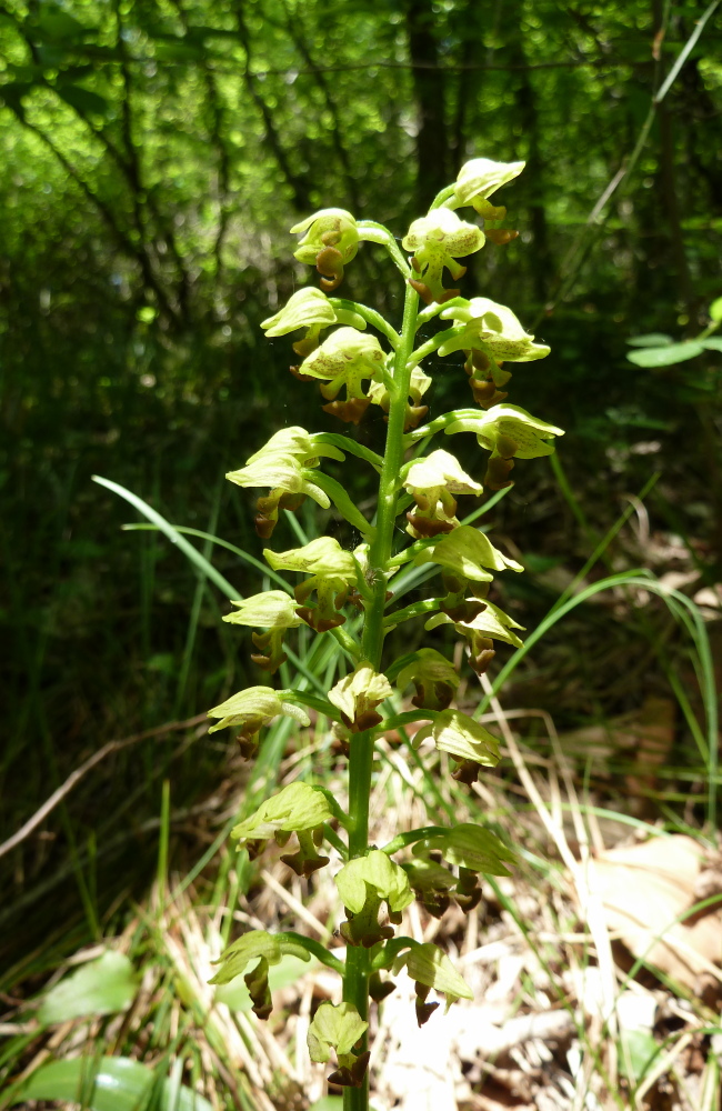 Image of Orchis punctulata specimen.