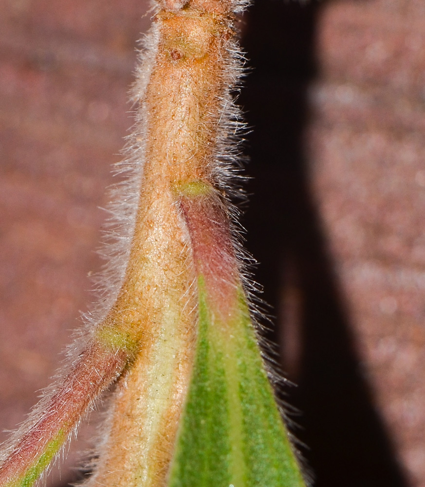 Изображение особи Callistemon phoeniceus.