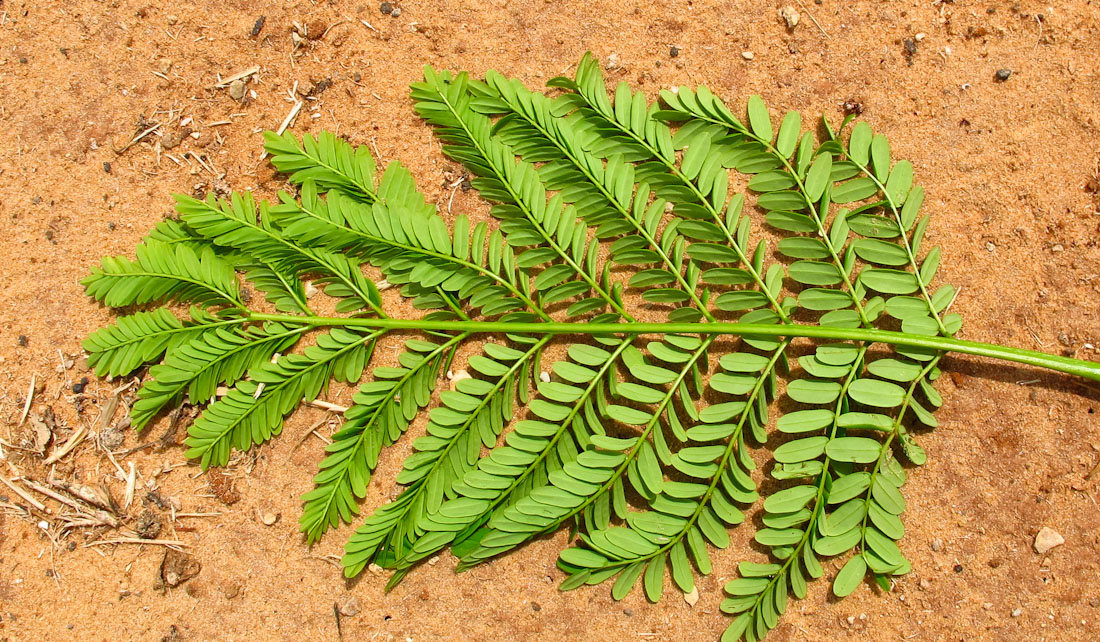 Image of Delonix regia specimen.