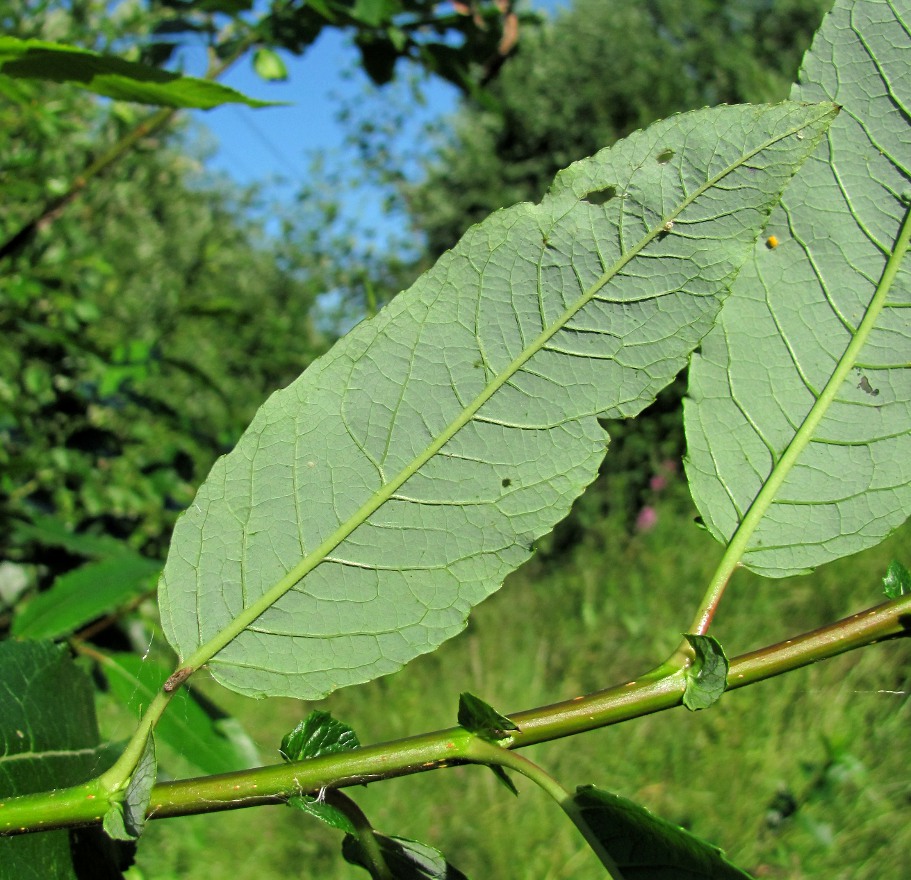 Image of Salix &times; tetrapla specimen.