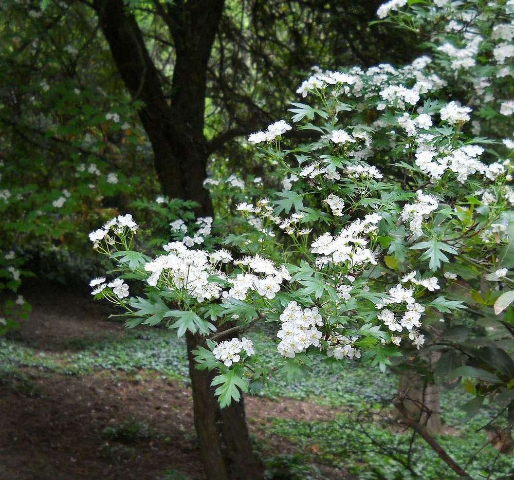 Изображение особи Crataegus stevenii.