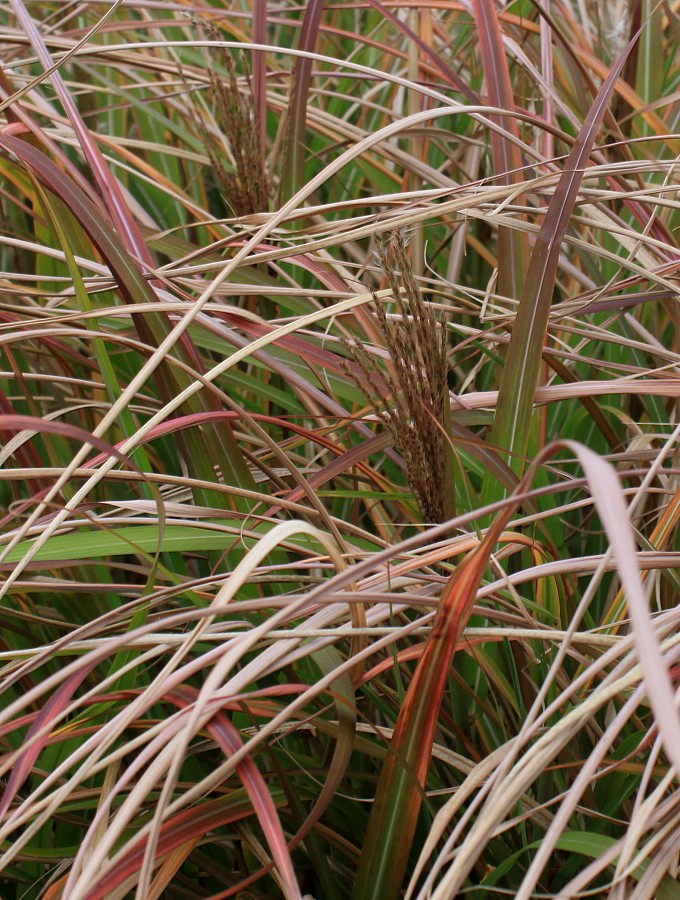 Image of Miscanthus sinensis specimen.