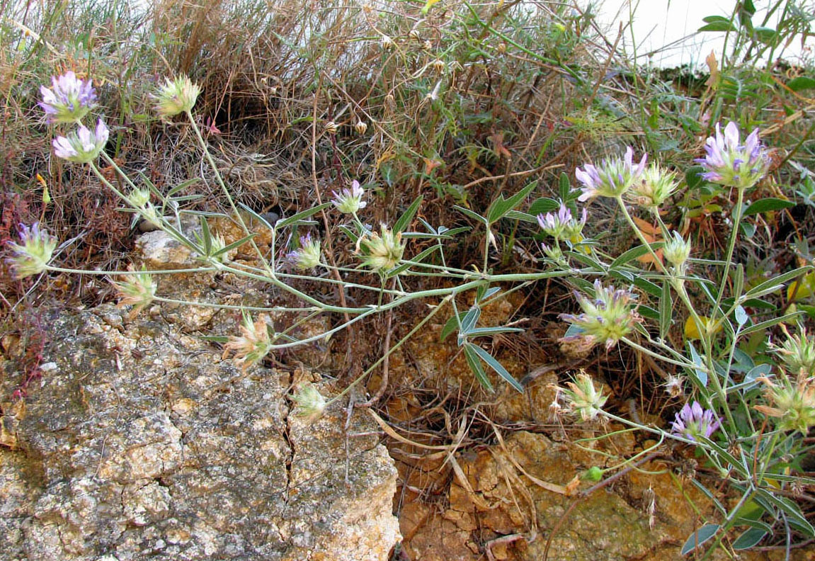 Image of Psoralea bituminosa specimen.