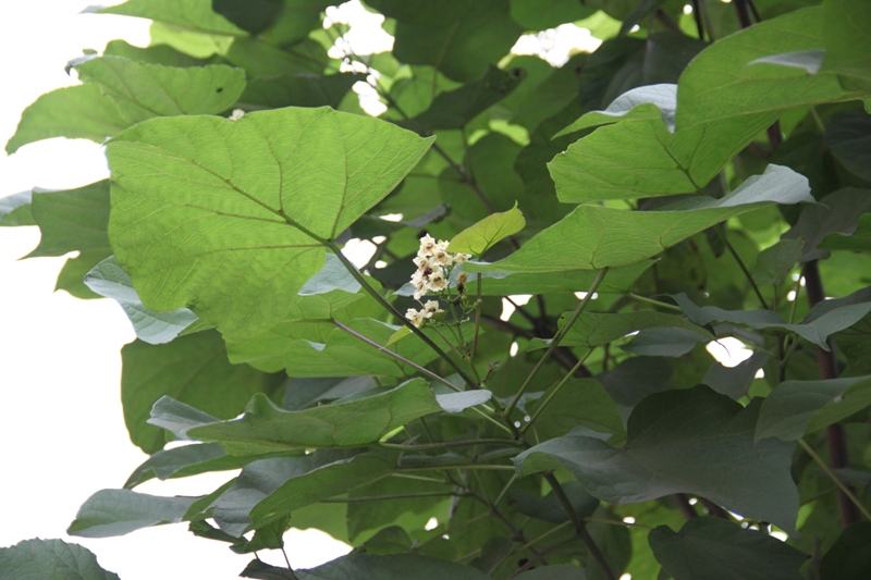 Image of Catalpa ovata specimen.