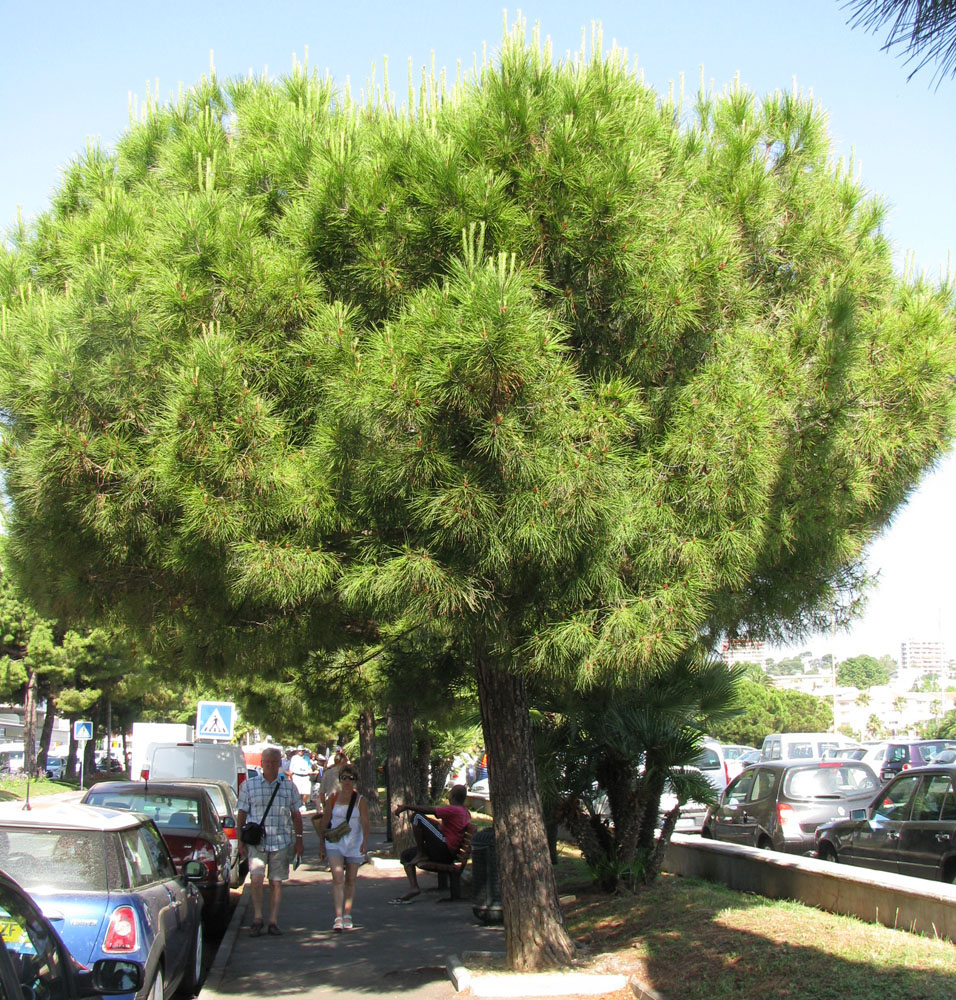 Image of Pinus pinea specimen.