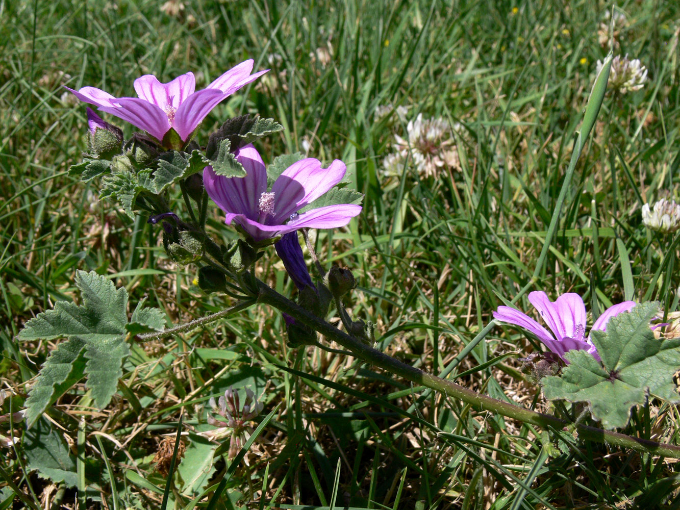 Image of Malva sylvestris specimen.