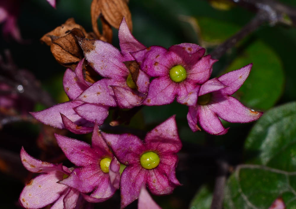 Image of Clerodendrum splendens specimen.